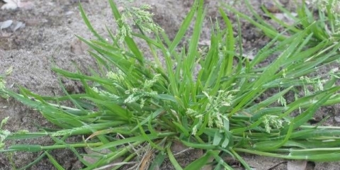 Jednogodišnji i višegodišnji dikotiledoni korovi: lista